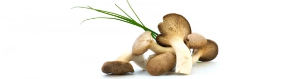 De helende kracht van Shiitake paddestoelen
